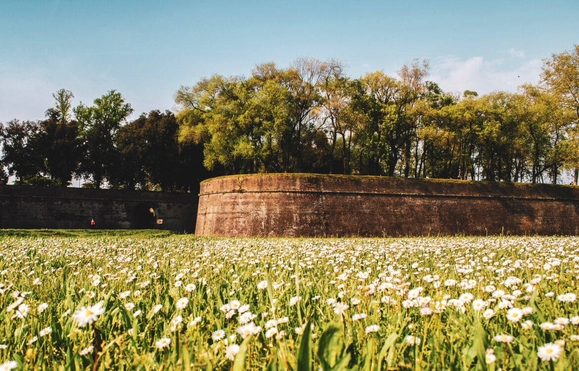 field of daisy